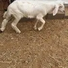 خروف اصفر للبيع
