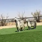 معزا مصريات شهب مضاريع