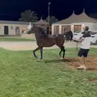 مهره واهو جاهزه لتشبيه