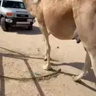 للبيع ناقه ملاقي
