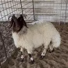 خاروف نعيمي