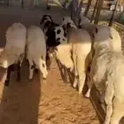 سواكن وتيوس للبيع