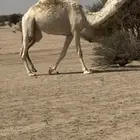 بكره وضحاء ضروبه كفو على جميع الشروط عدال وطفاح