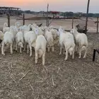 طليان مناسبات