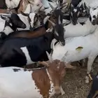 25 جيبوتي شحم فل   مرباه 3 شهور