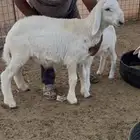 هريد فاخر ابوه ولد ترند من حلال محمد بن حريبيش