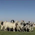 معزا عوارض ربد فااخره الغالب دفيع شرط