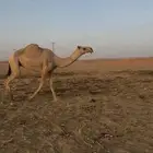 ضروبه شقحا