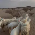 حريات متابيع