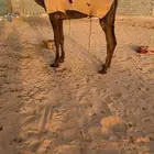 بكره كفو