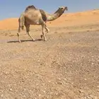 قعود رماني اشقح جذع