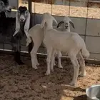 خرفان دواغير