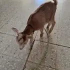 تيس امريكي قزم