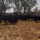 معزا عوارض دفيع وضريع شرط