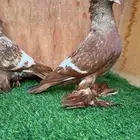 جوز حمام ساكسون