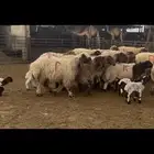 غنم نعيم مطافيل