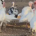 رومي بياض اللون ابيض للبيع