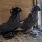 جوز بخاره فواخر