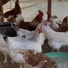 للبيع دجاج لوهمان بياض