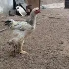 دجاج براهما كولمبي