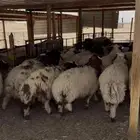ذبايح تقسيط الرياض