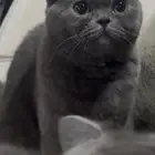 قطط سكوتش ستريت
