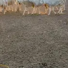 للبيع غنم حريات مراح واحد