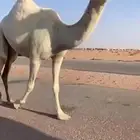 بكره ثنيه