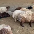 نعيمي بلدي فاخر بأرخص الاسعار وسواكني