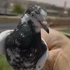 اناثي منتجات تيدي