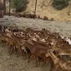 معزا دهم للبيع متابيع ودفيع