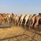 حشو مفاريد فل الفل