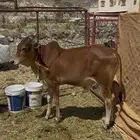 حسلان بلدي