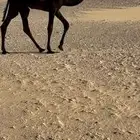 للبيع بكره مفروده