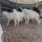 ذبايح حري ونعيم سواكن