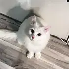 قط نوعه انقورا تركي