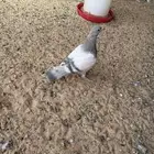 متوفر فراخة فرنسي سلفر وابيض (تم البيع)