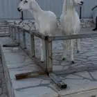 رخال مقاني حرش طيبات عظم ومد رقاب