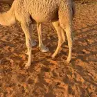 حوار لباني فل تم البيع