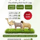 للبيع 12 خروف صنف رقم 1 العمر 6 شهور(تم البيع)