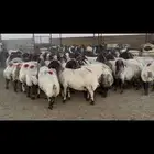 غنم نعيم صنف دفيع