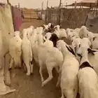 ذبايح سواكني يوجد للزباين في الموقع صلاخ فقط