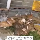 ارانب جامبو
