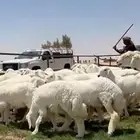جذعات حريات صنف فاااخره مراح واحد ب فحولها