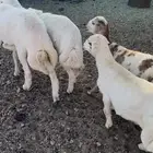 للبيع اربع من الذبايح فل شحم