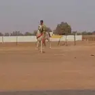حصان للبيع
