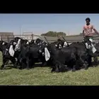 جذعات عوارض صنف فاااخره 16 ب الفحل خصم معرف