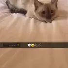 قطه انثى للتزاوج