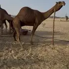 جذع ساحلي مريري