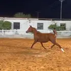 فرس واهو لقاح ثقيل